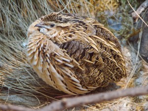 Coturnix coturnix Quaglia